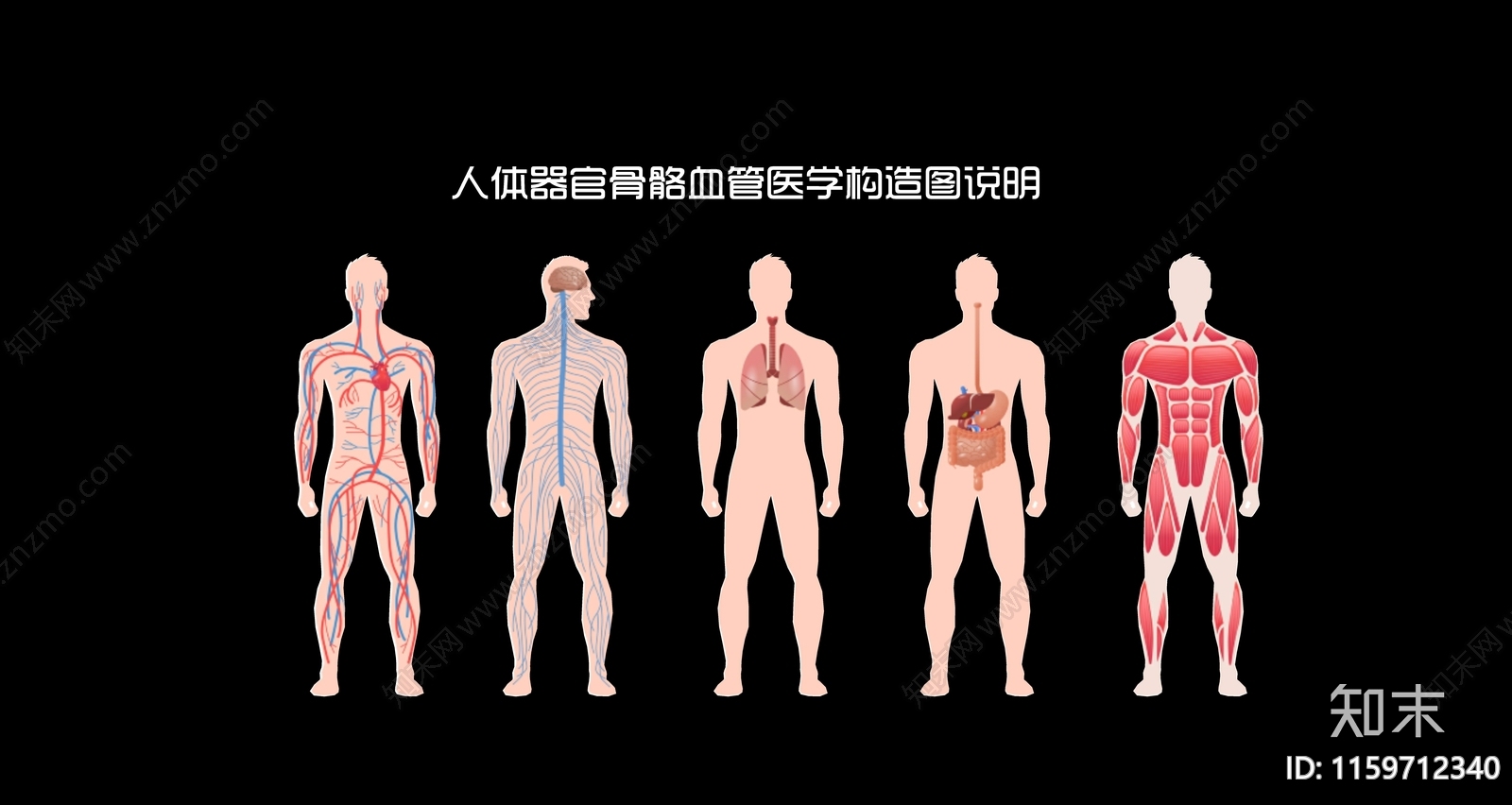 现代2D人体器官骨骼血管医学构造图剪影3D模型下载【ID:1159712340】