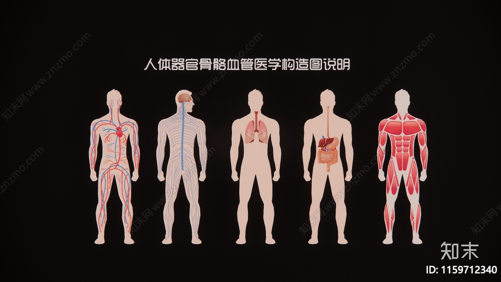 现代2D人体器官骨骼血管医学构造图剪影3D模型下载【ID:1159712340】