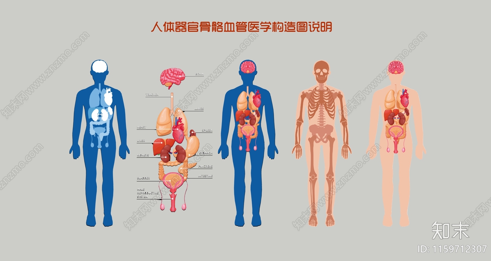 现代2D人体器官骨骼血管医学构造图剪影3D模型下载【ID:1159712307】