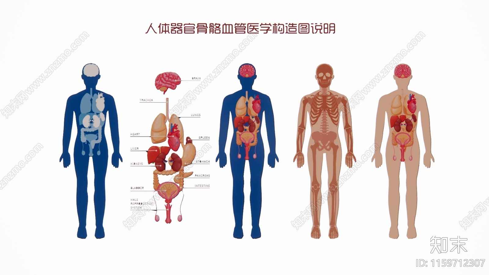 现代2D人体器官骨骼血管医学构造图剪影3D模型下载【ID:1159712307】