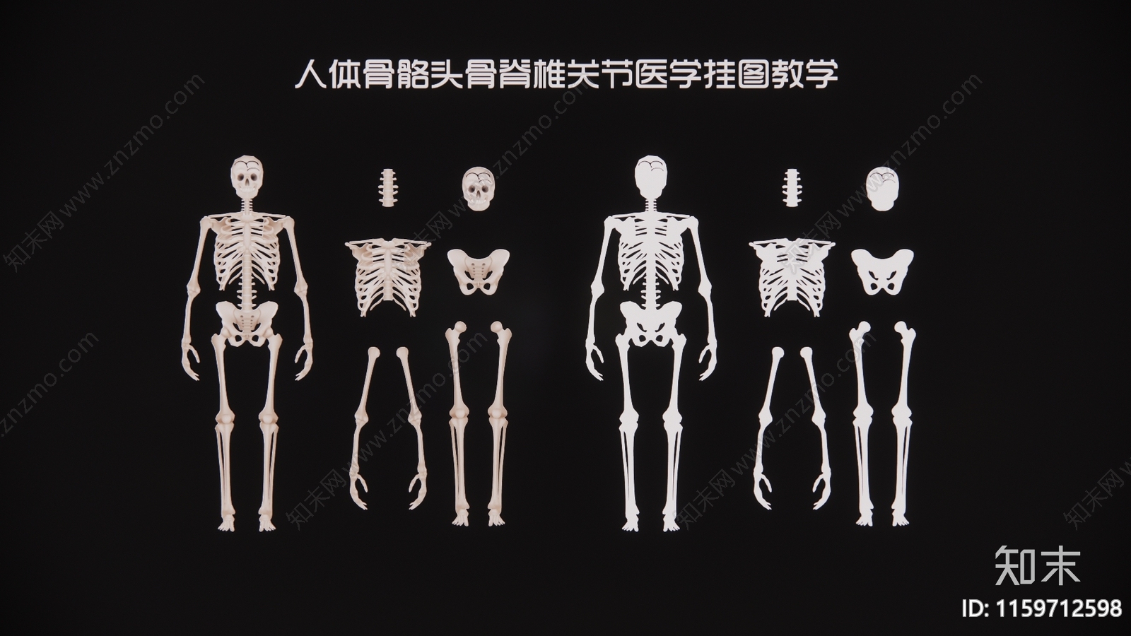 现代人体骨骼头骨脊椎关节医学挂图教学3D模型下载【ID:1159712598】