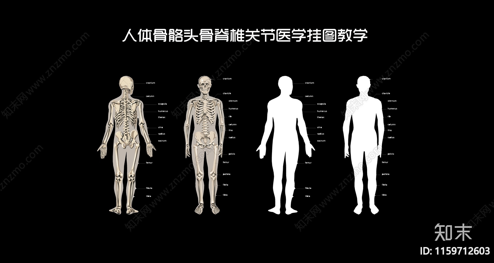 现代人体骨骼头骨脊椎关节医学挂图教学3D模型下载【ID:1159712603】