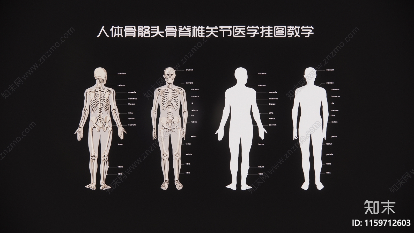 现代人体骨骼头骨脊椎关节医学挂图教学3D模型下载【ID:1159712603】