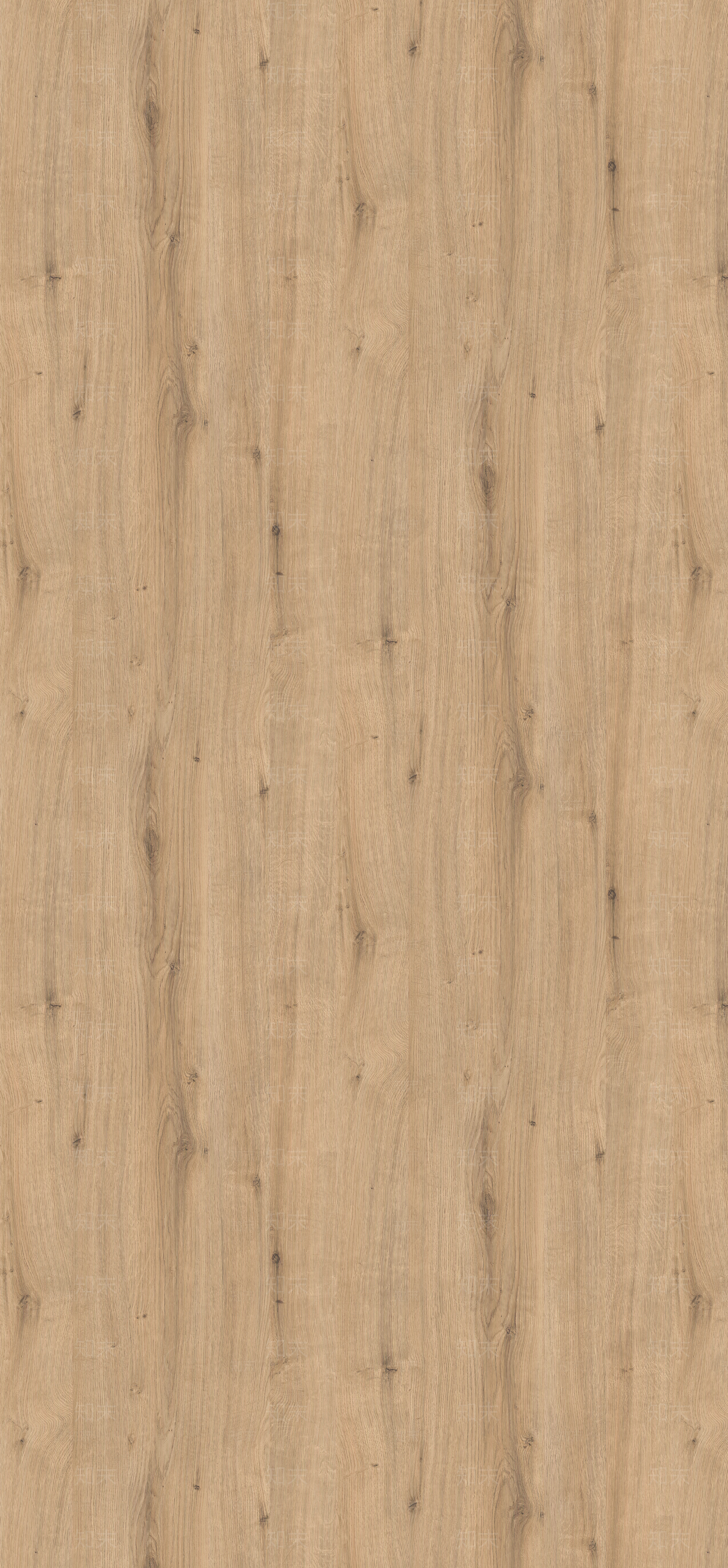浅色达文波特橡木贴图下载【ID:1159756853】