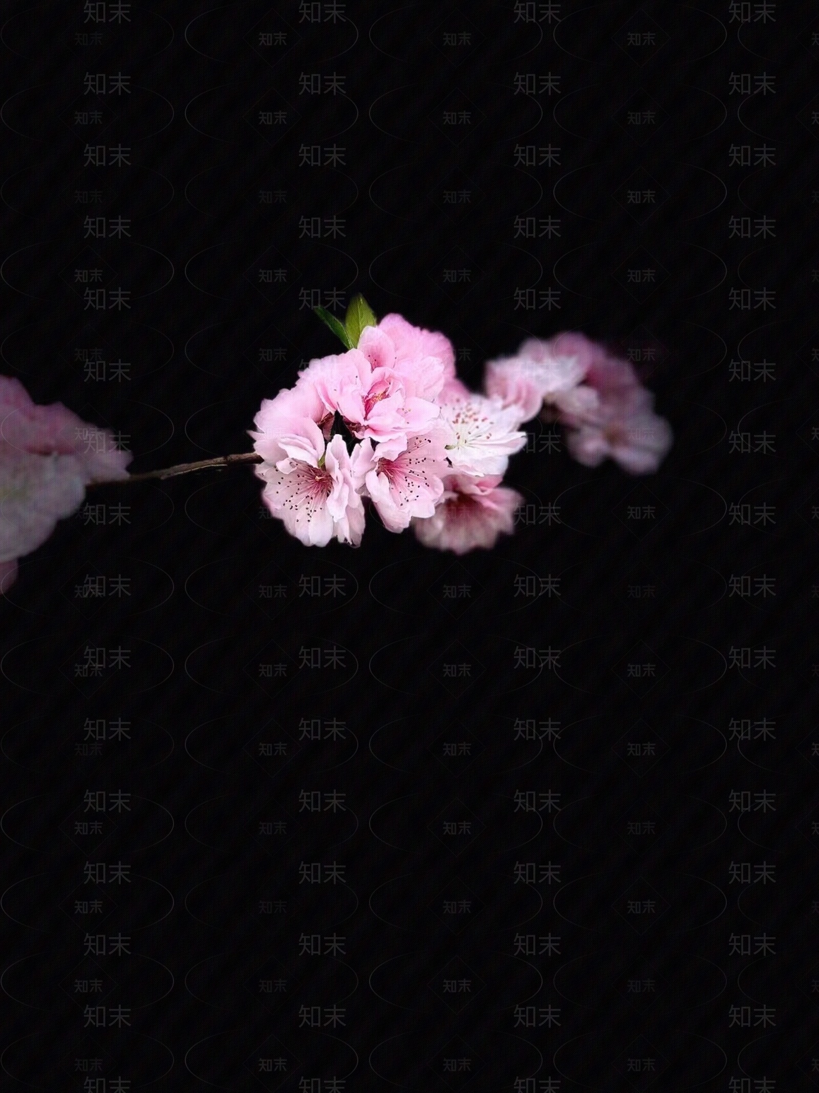 桃花贴图下载【ID:1159766182】