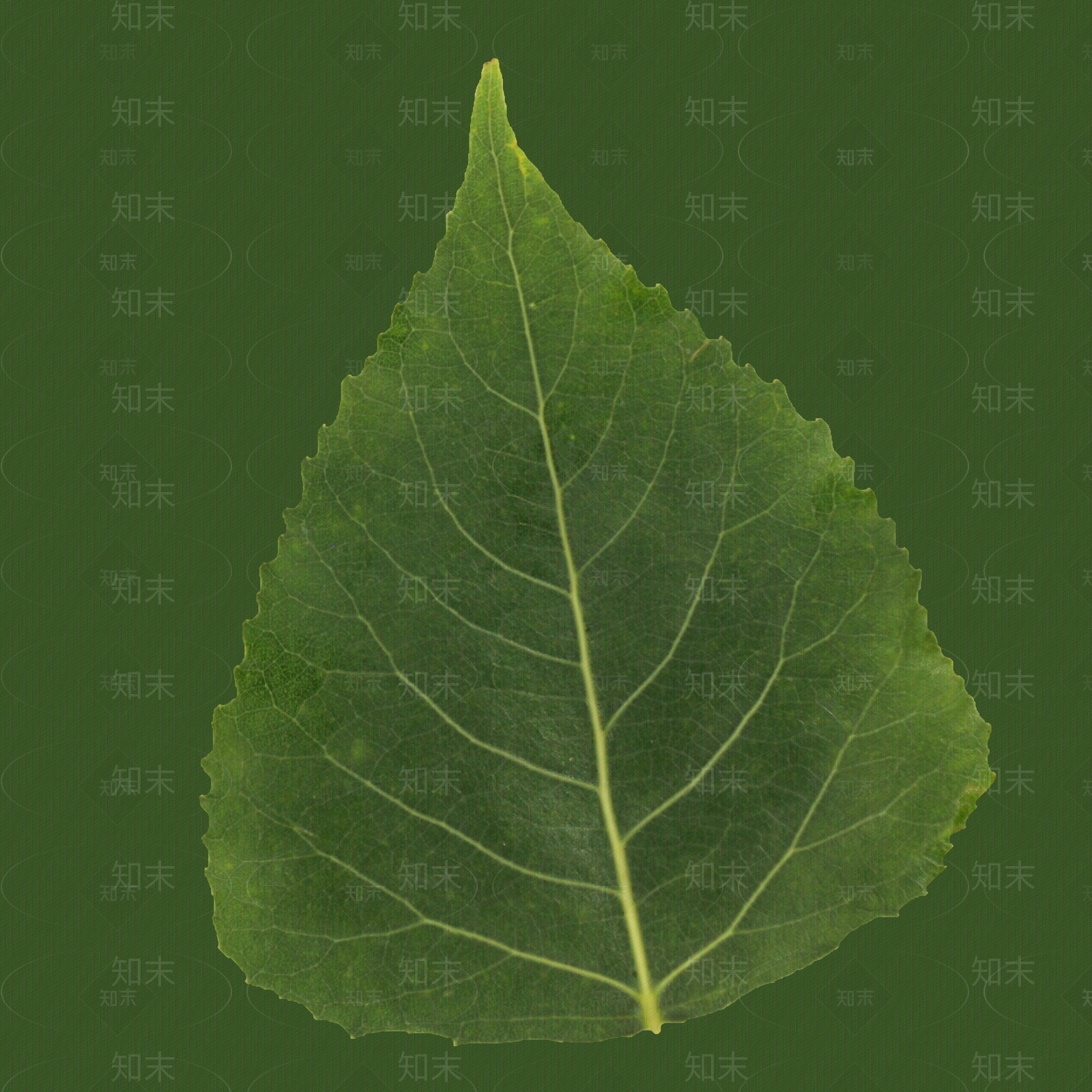 白杨树叶贴图下载【ID:1159894869】
