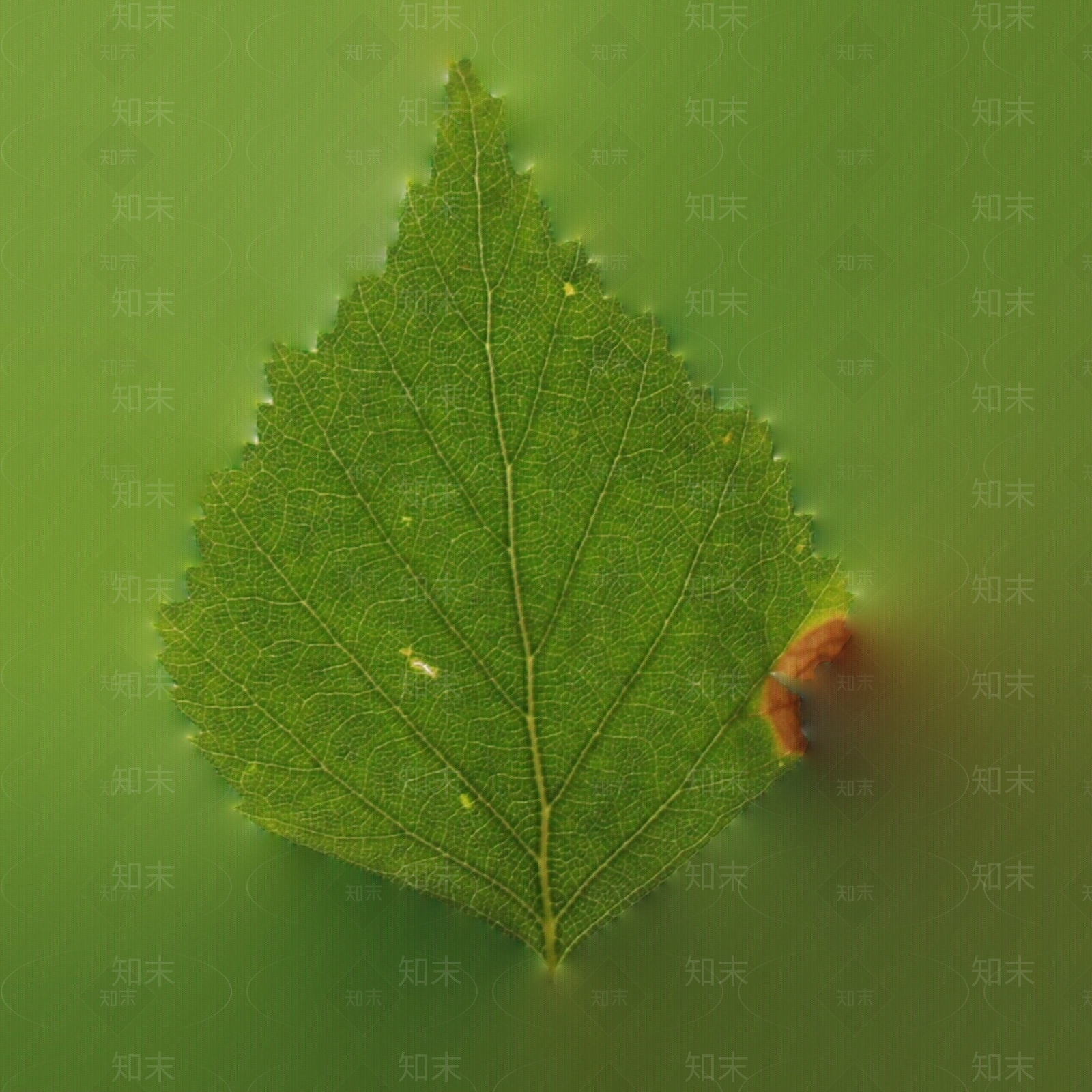 桦木树叶贴图下载【ID:1159895051】