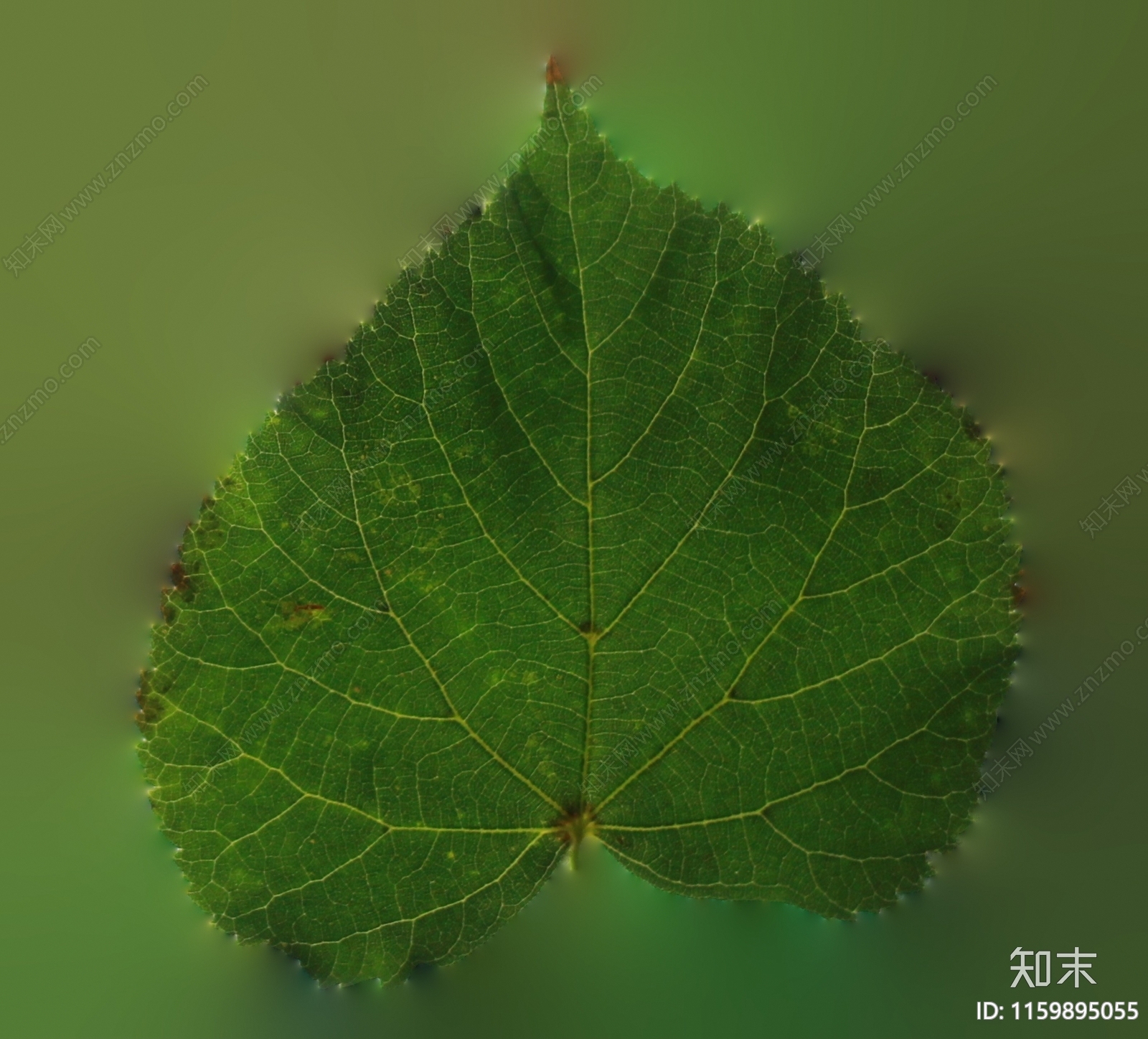 菩提树叶贴图下载【ID:1159895055】