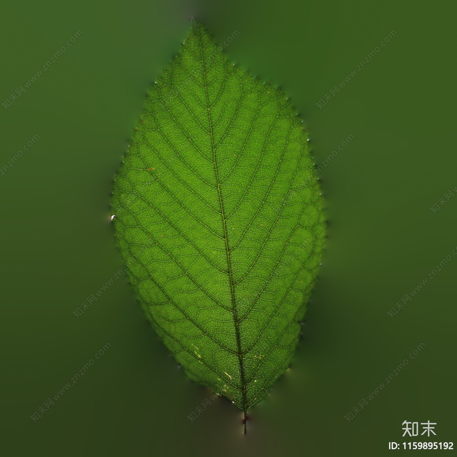 樱花樱桃树叶贴图下载【ID:1159895192】