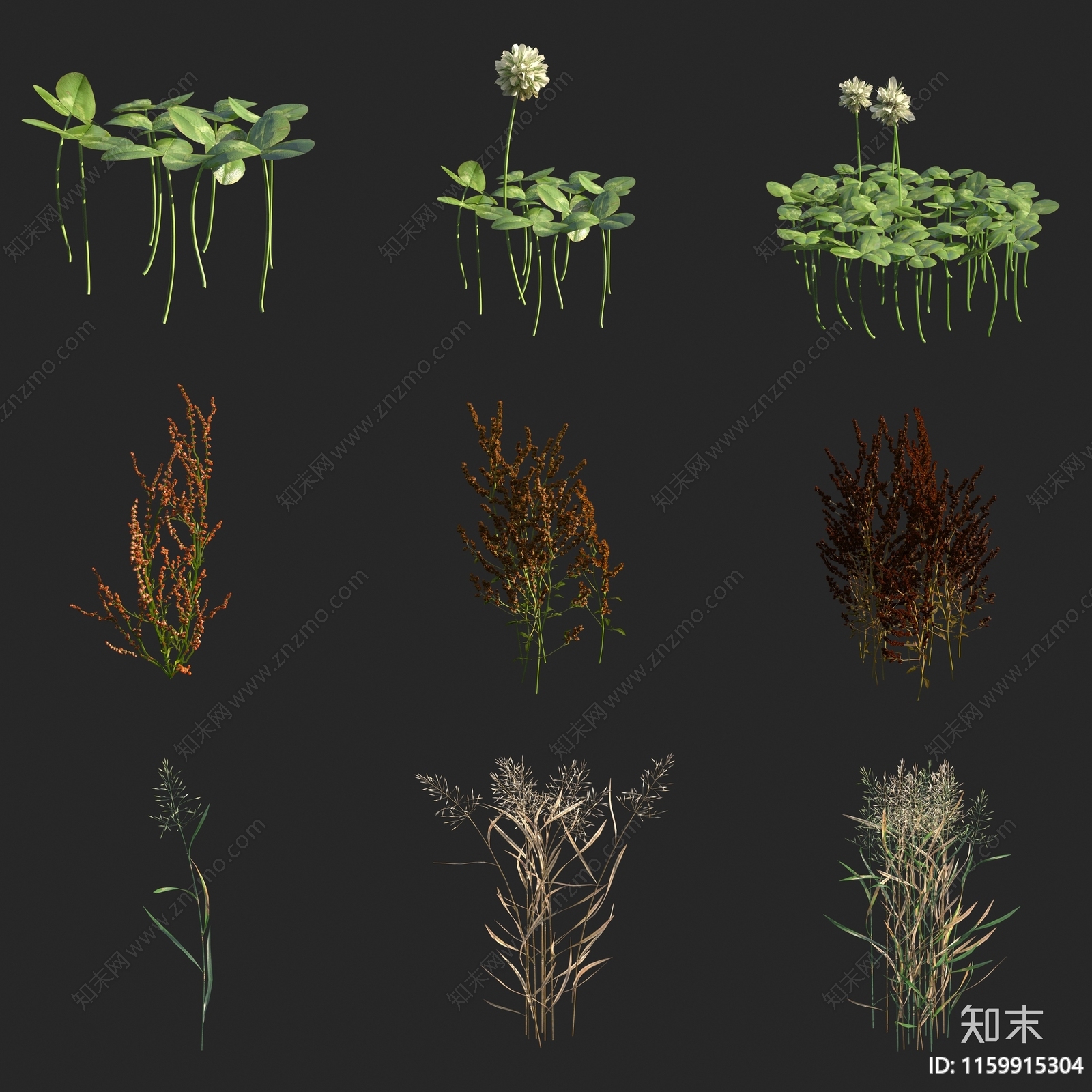 白车轴草3D模型下载【ID:1159915304】