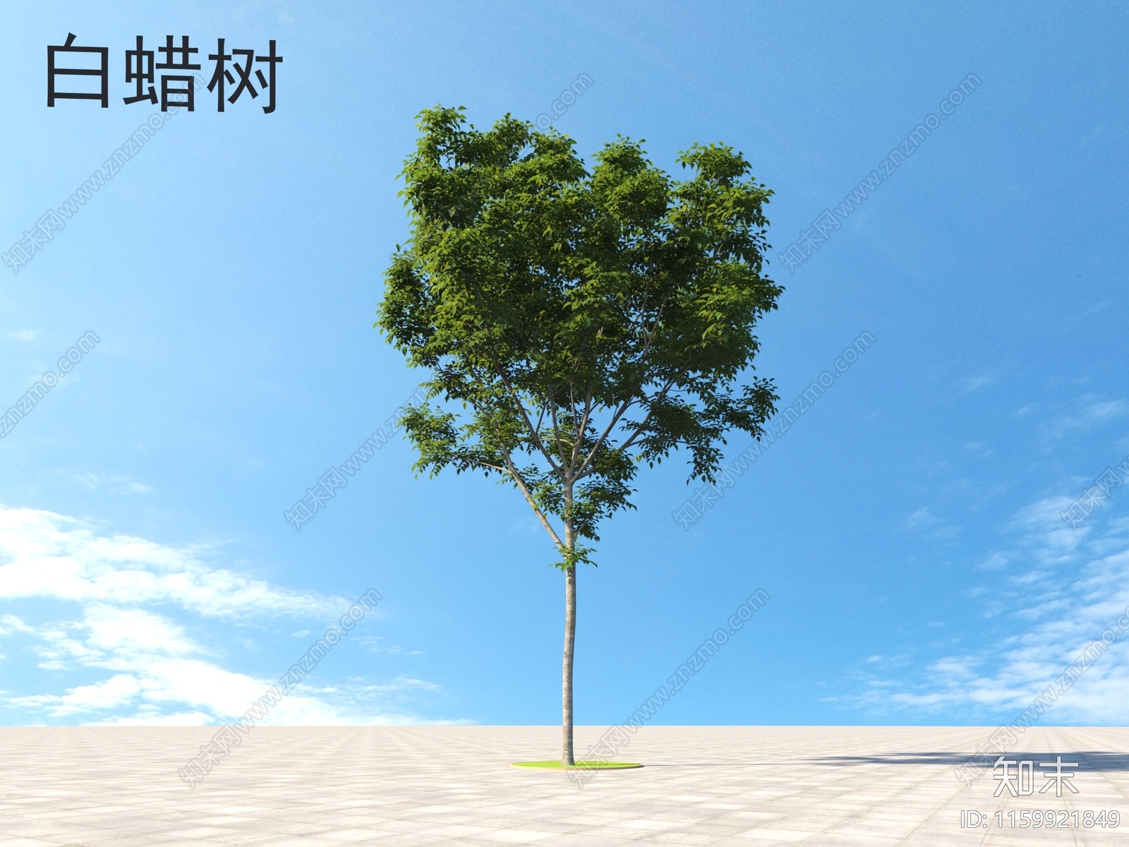 白蜡树3D模型下载【ID:1159921849】