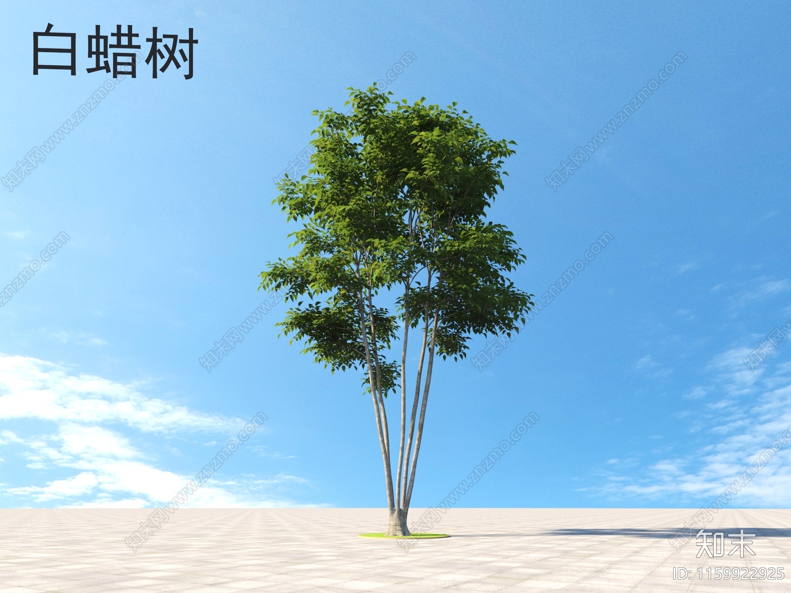 白蜡树3D模型下载【ID:1159922925】