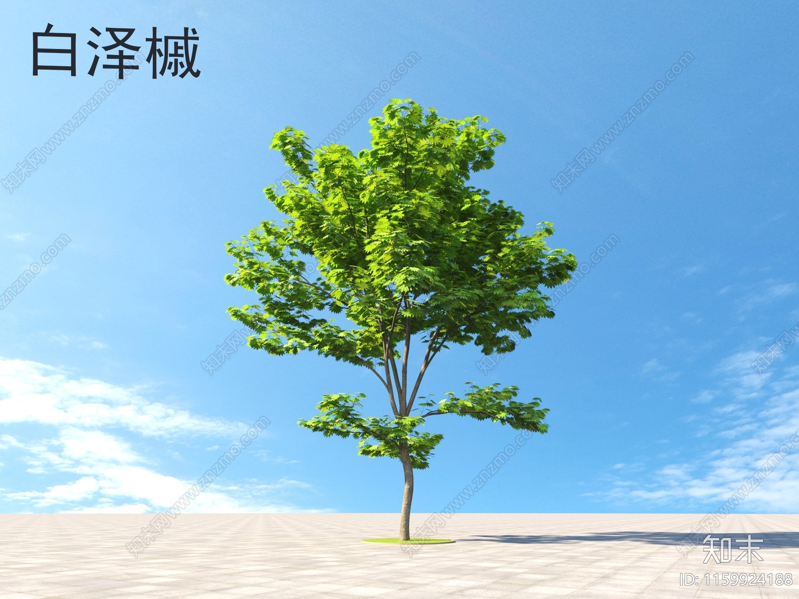 白泽槭3D模型下载【ID:1159924188】