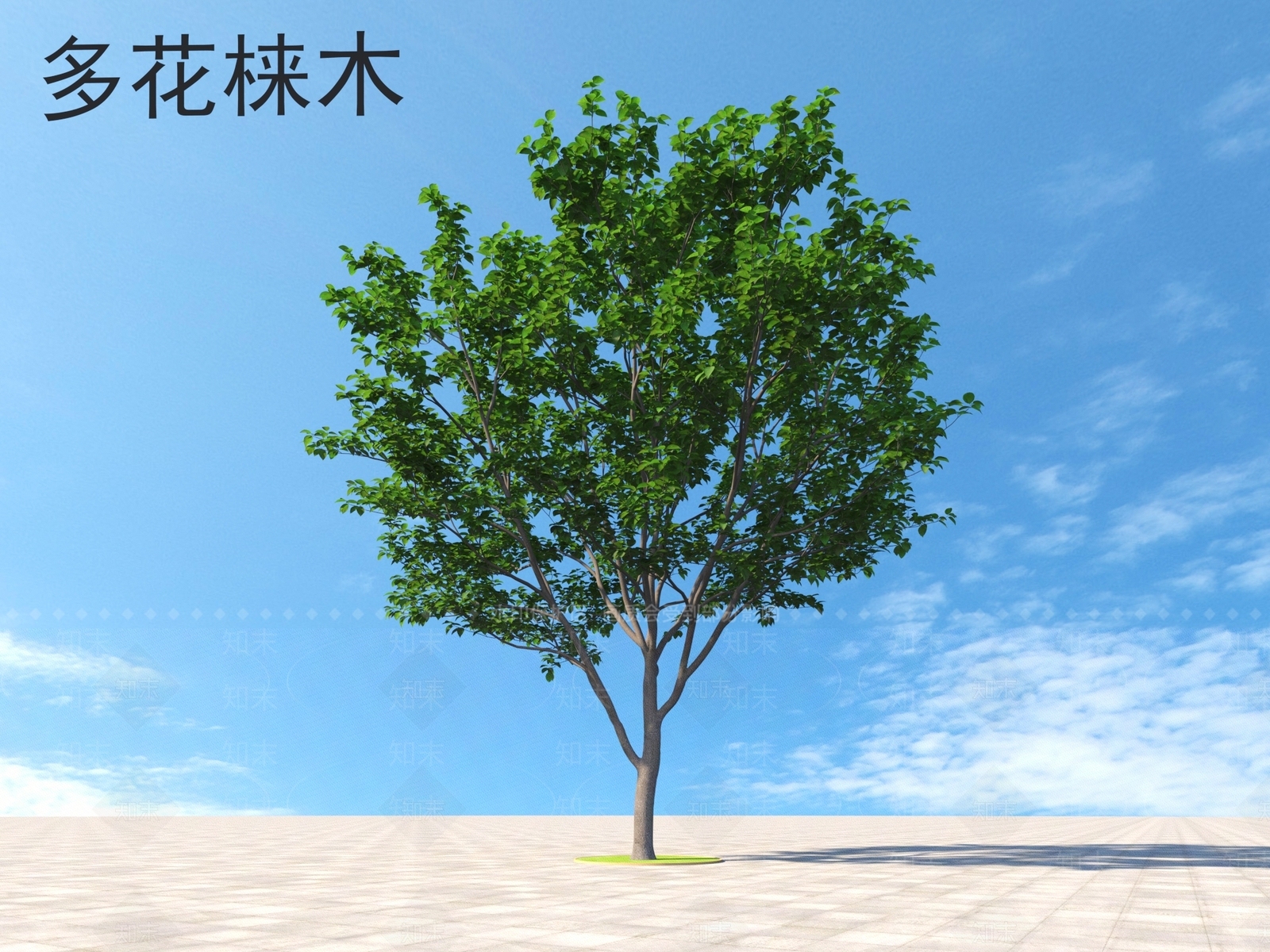 多花梾木3D模型下载【ID:1159929513】