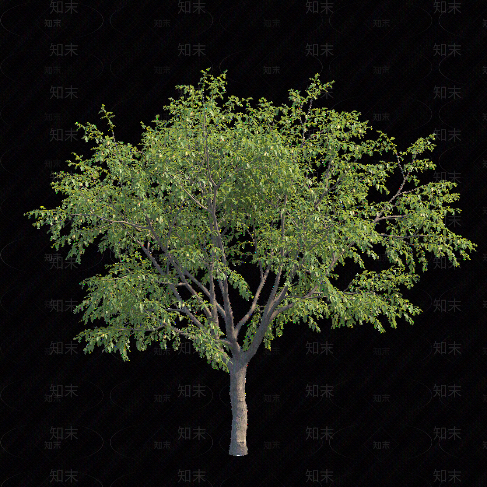 png免抠枣树贴图下载【ID:1159969691】