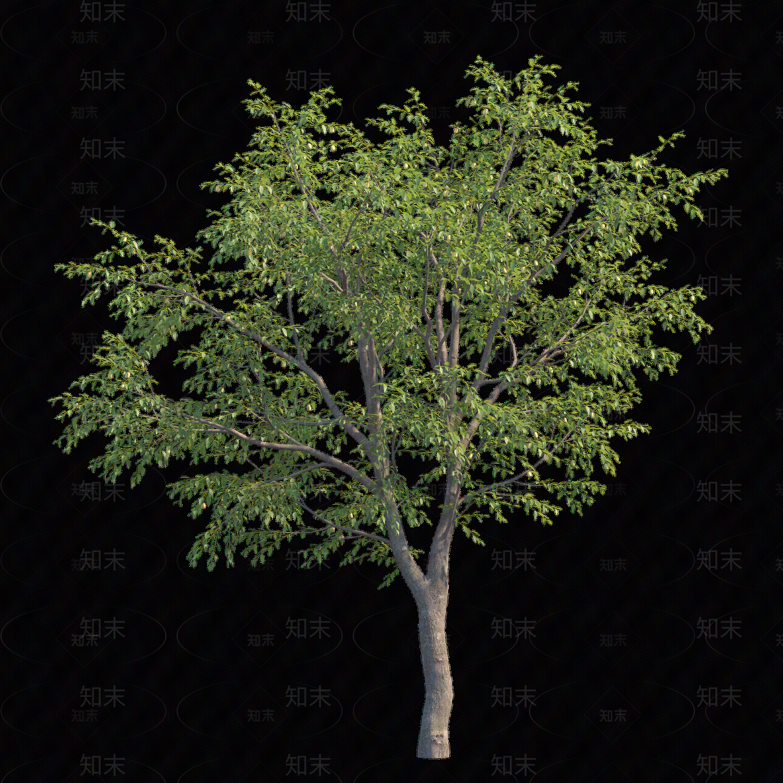 png免抠枣树贴图下载【ID:1159969666】