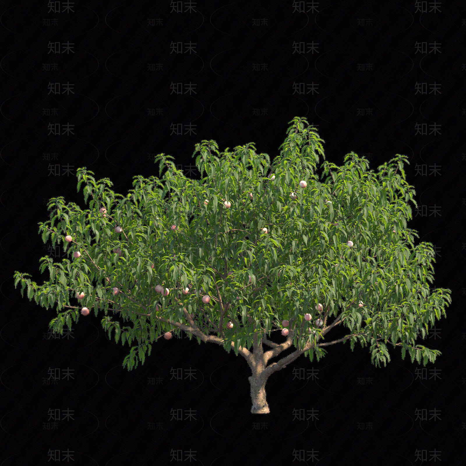 png免抠桃树贴图下载【ID:1159970453】