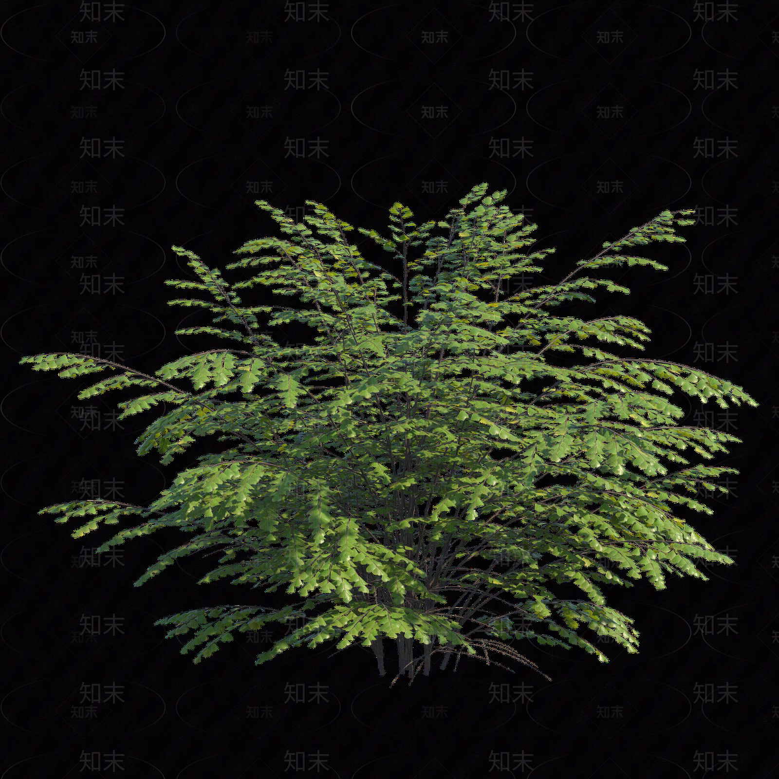 png免抠铁线蕨贴图下载【ID:1159970542】