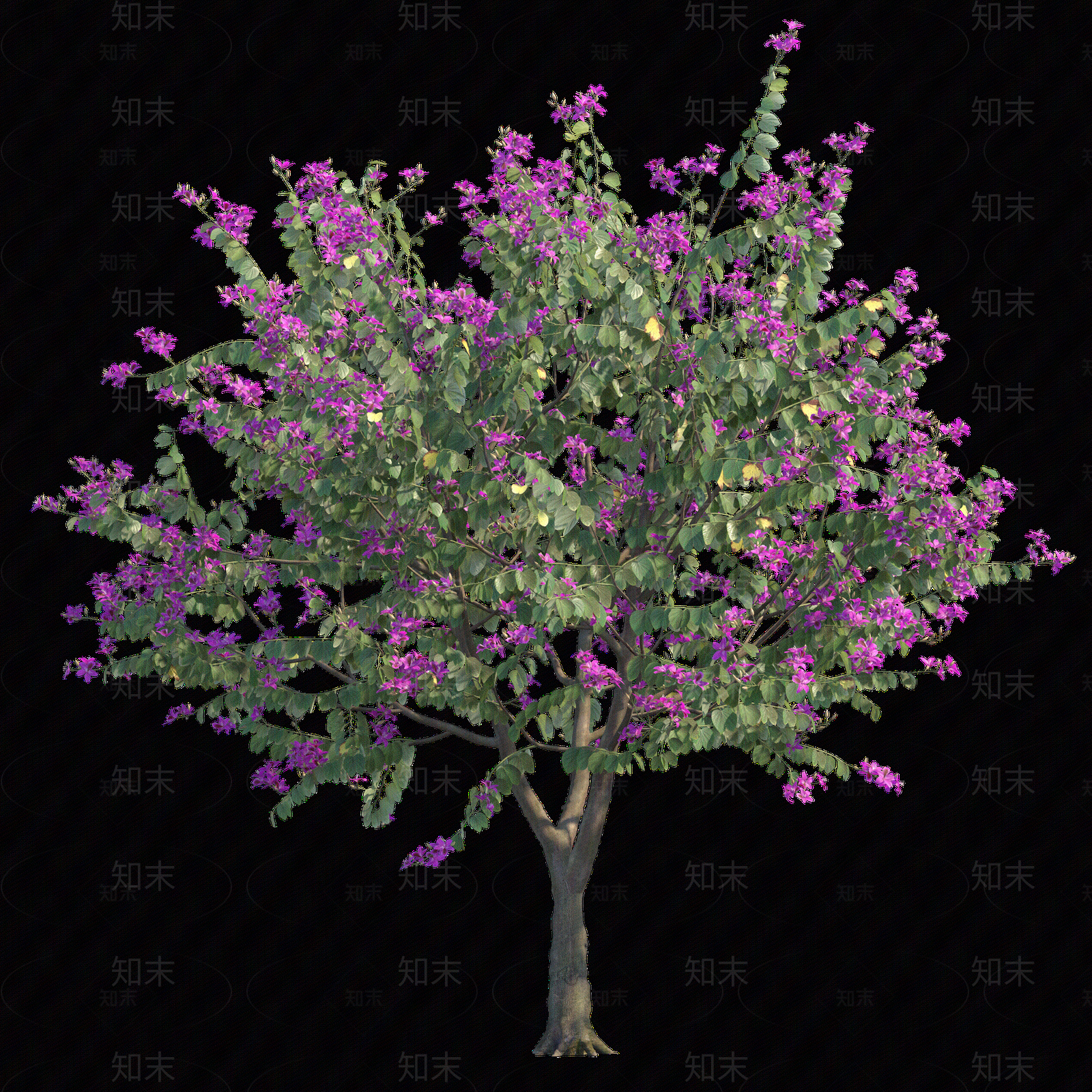 png免抠红花羊蹄甲贴图下载【ID:1159971142】