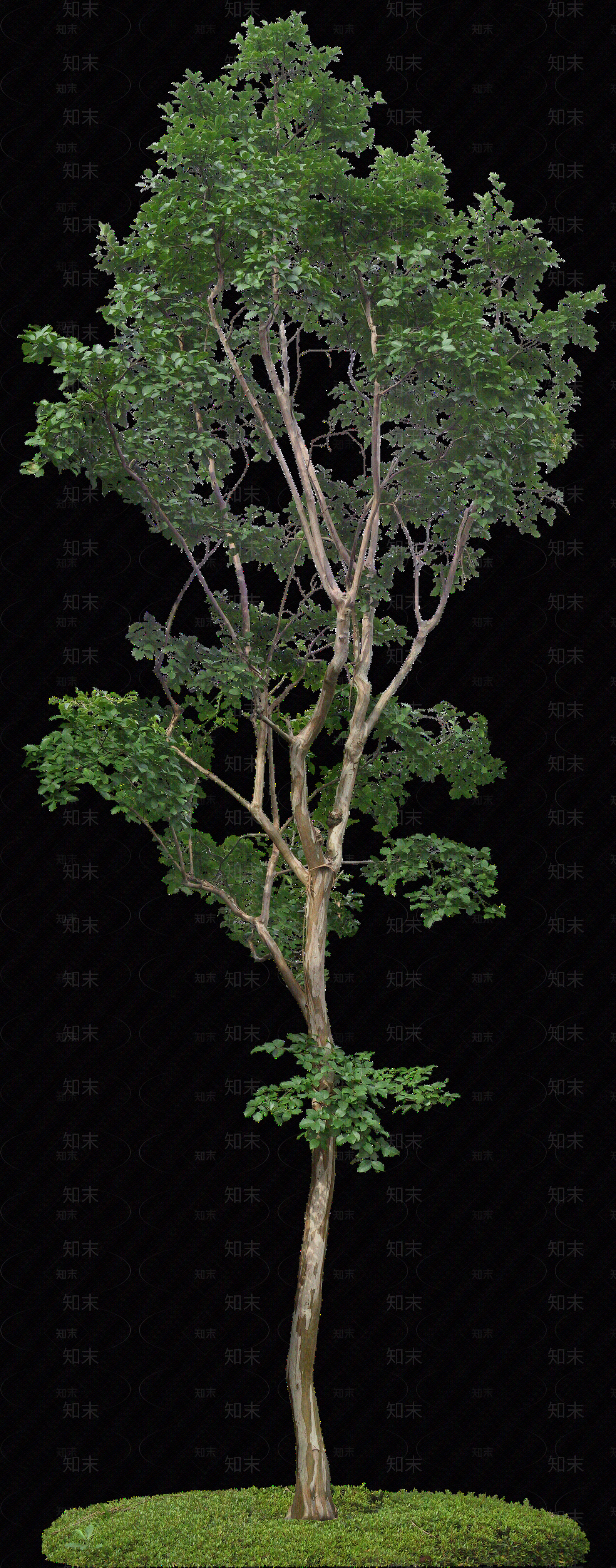 png免抠紫薇贴图下载【ID:1159971536】
