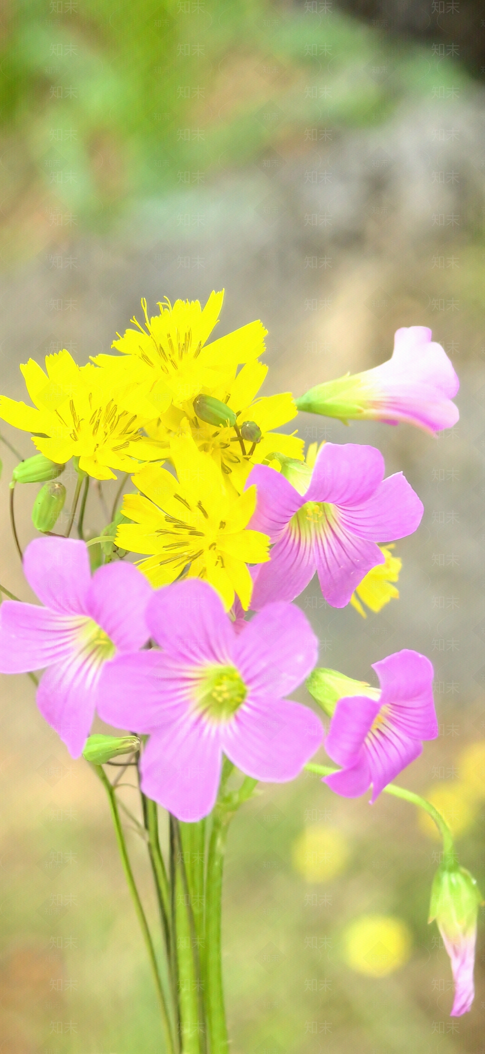 田间野花贴图下载【ID:1159972736】