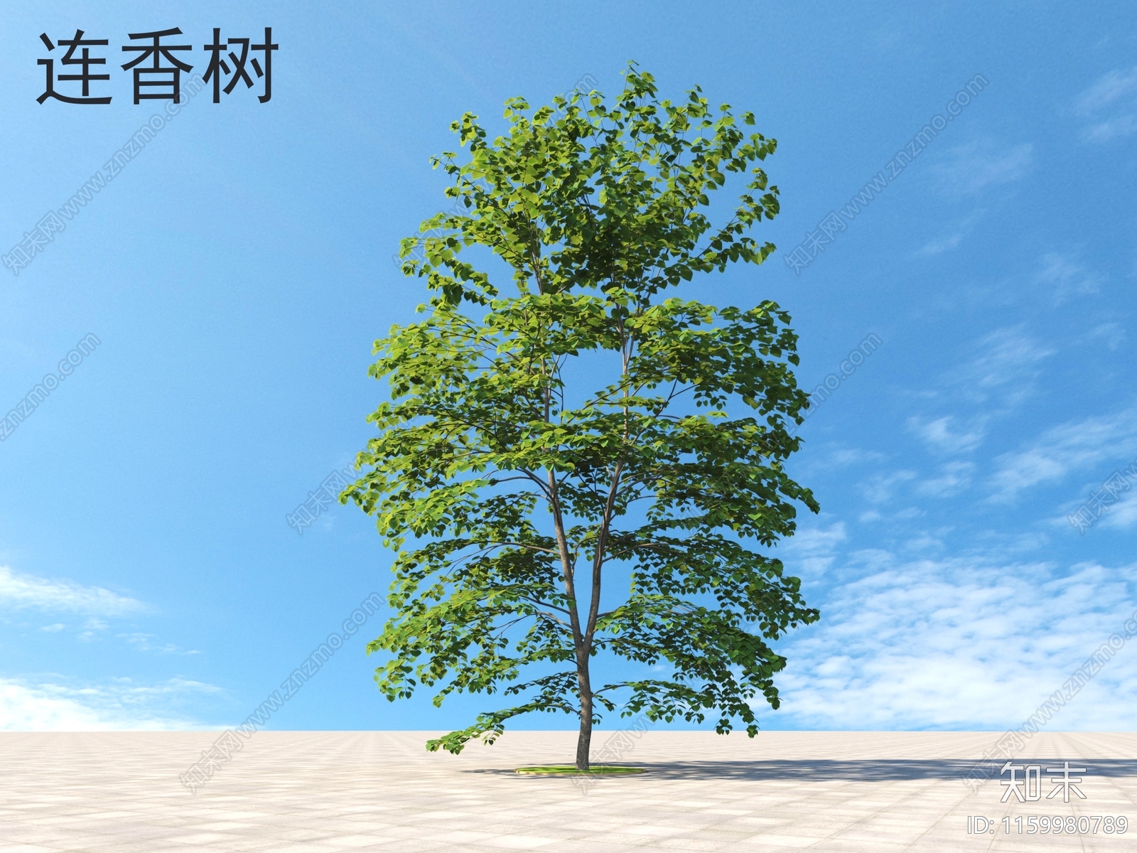 连香树3D模型下载【ID:1159980789】