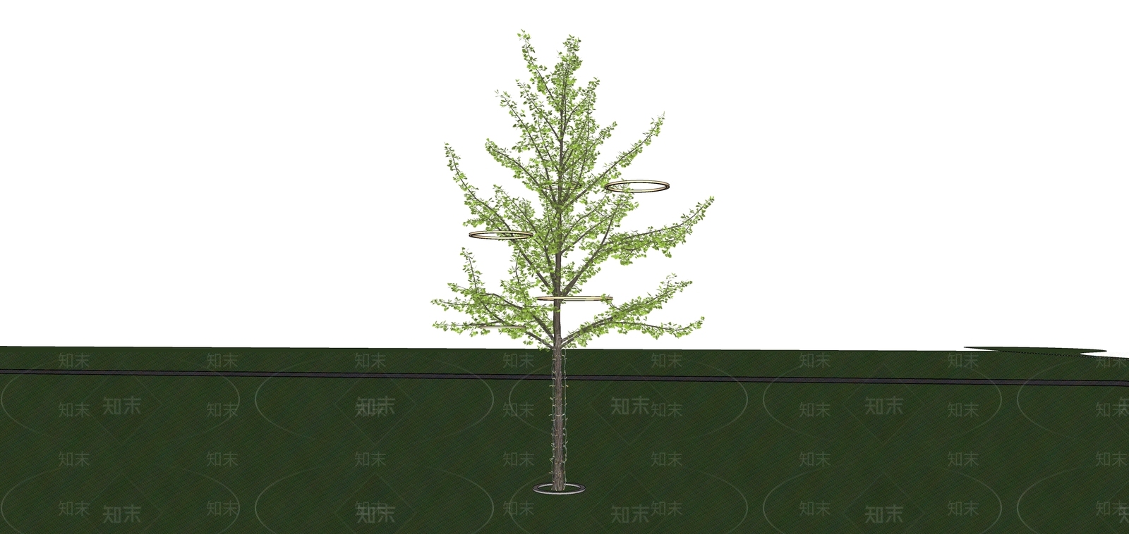 银杏树SU模型下载【ID:1159984805】