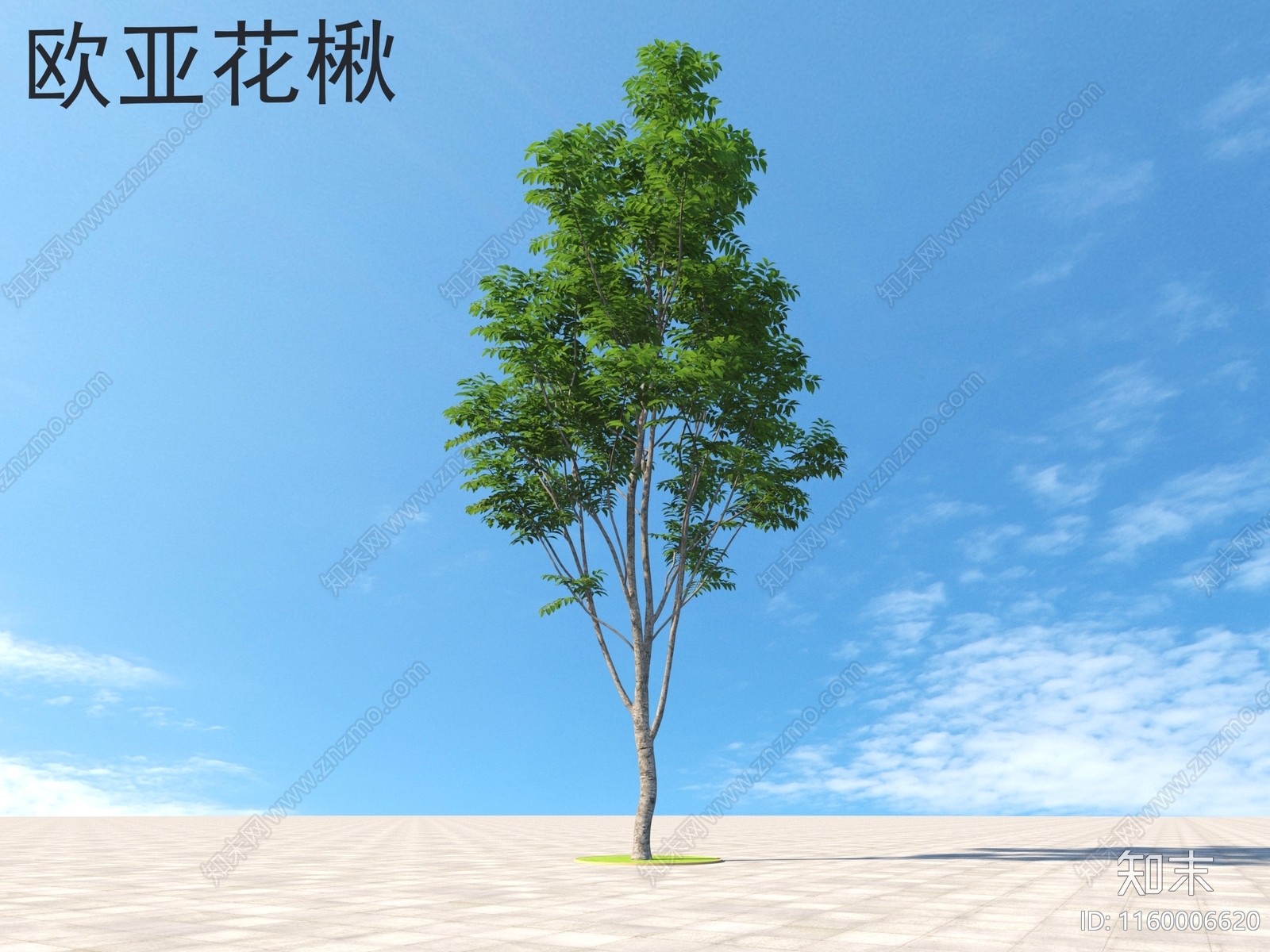 欧亚花楸3D模型下载【ID:1160006620】