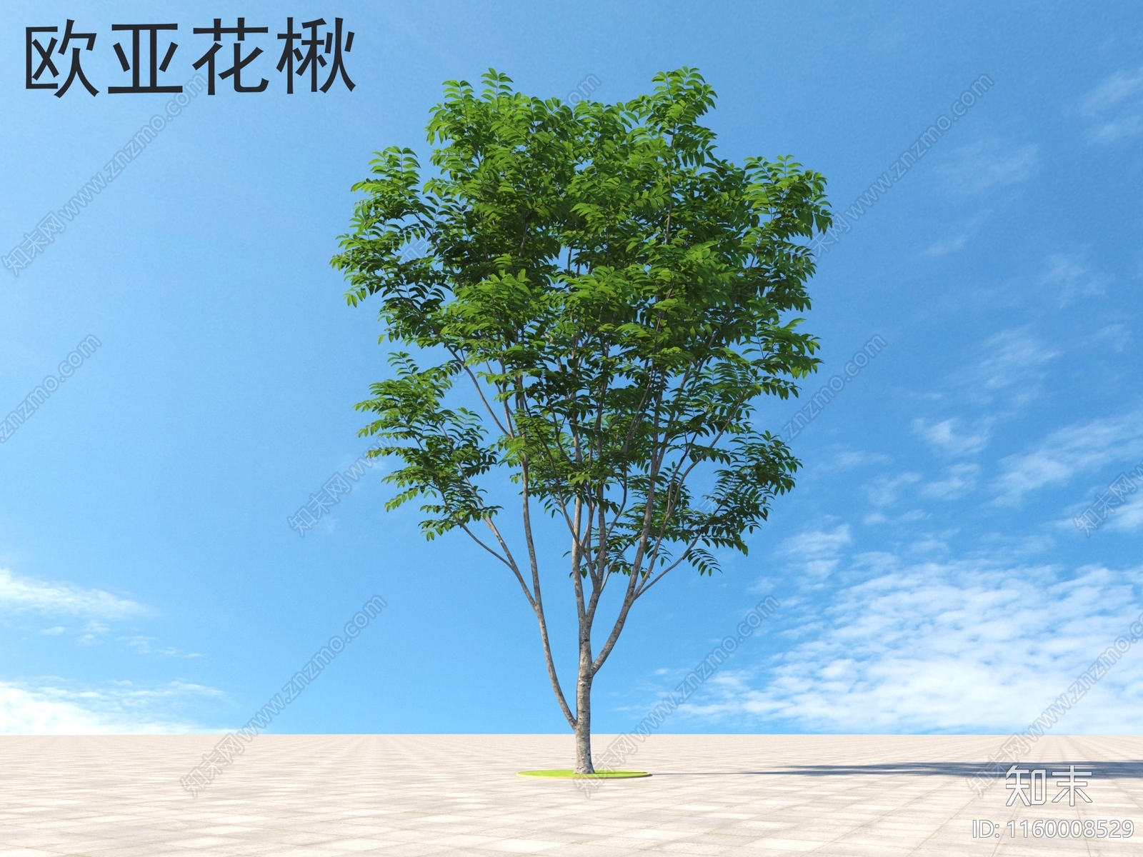 欧亚花楸3D模型下载【ID:1160008529】