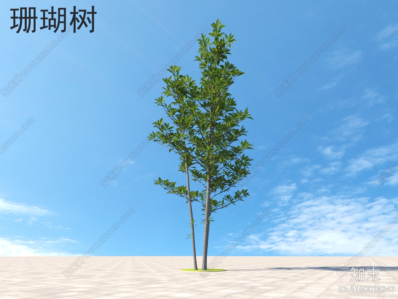 珊瑚树小树木3D模型下载【ID:1160014247】