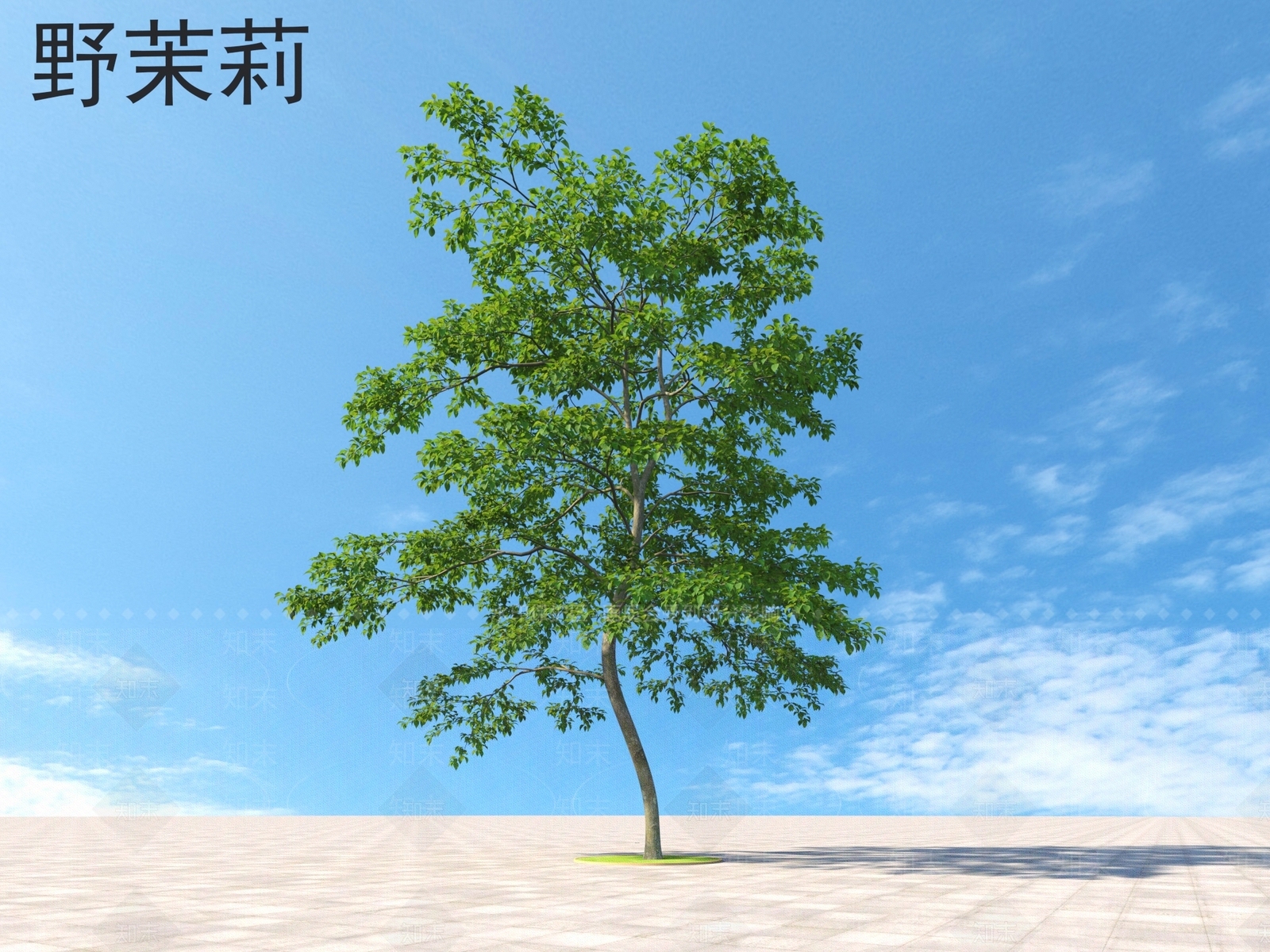 野茉莉3D模型下载【ID:1160020360】