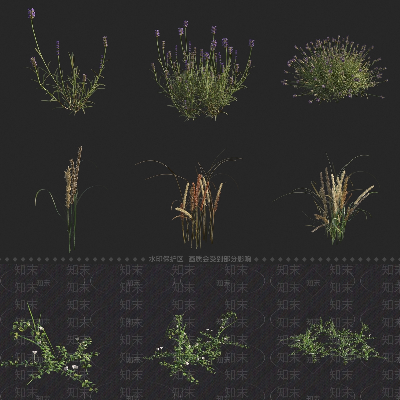 羽叶薰衣草3D模型下载【ID:1160027143】