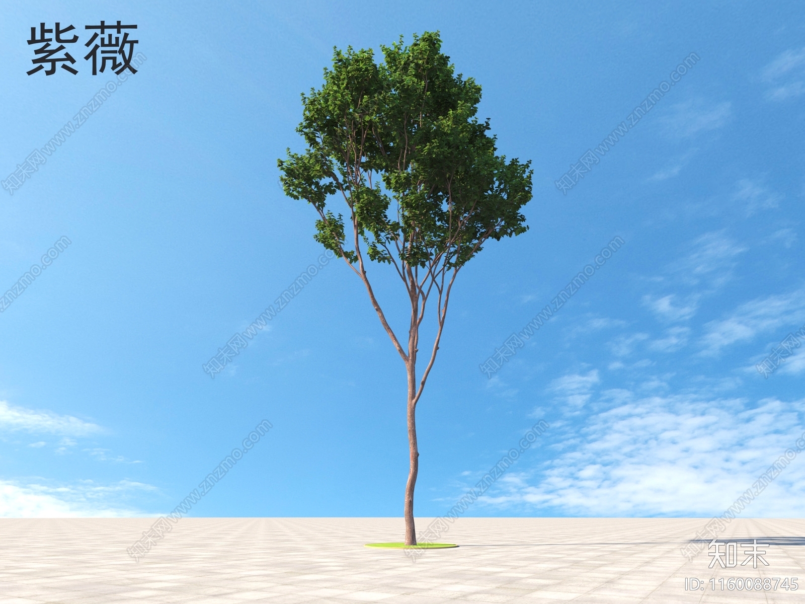 紫薇3D模型下载【ID:1160088745】