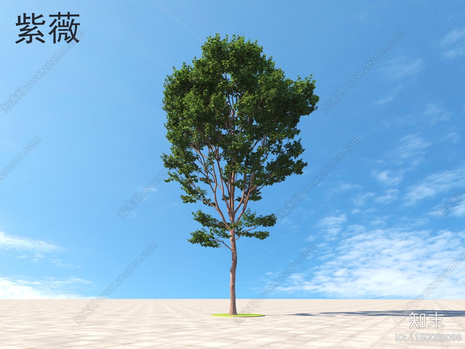 紫薇3D模型下载【ID:1160089098】