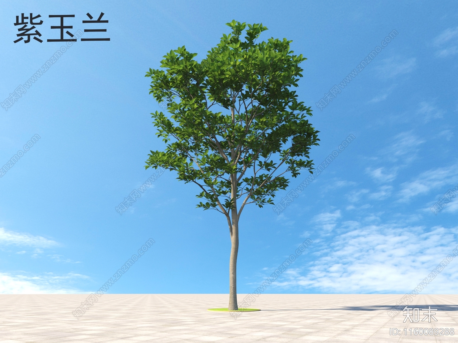 紫玉兰3D模型下载【ID:1160089288】