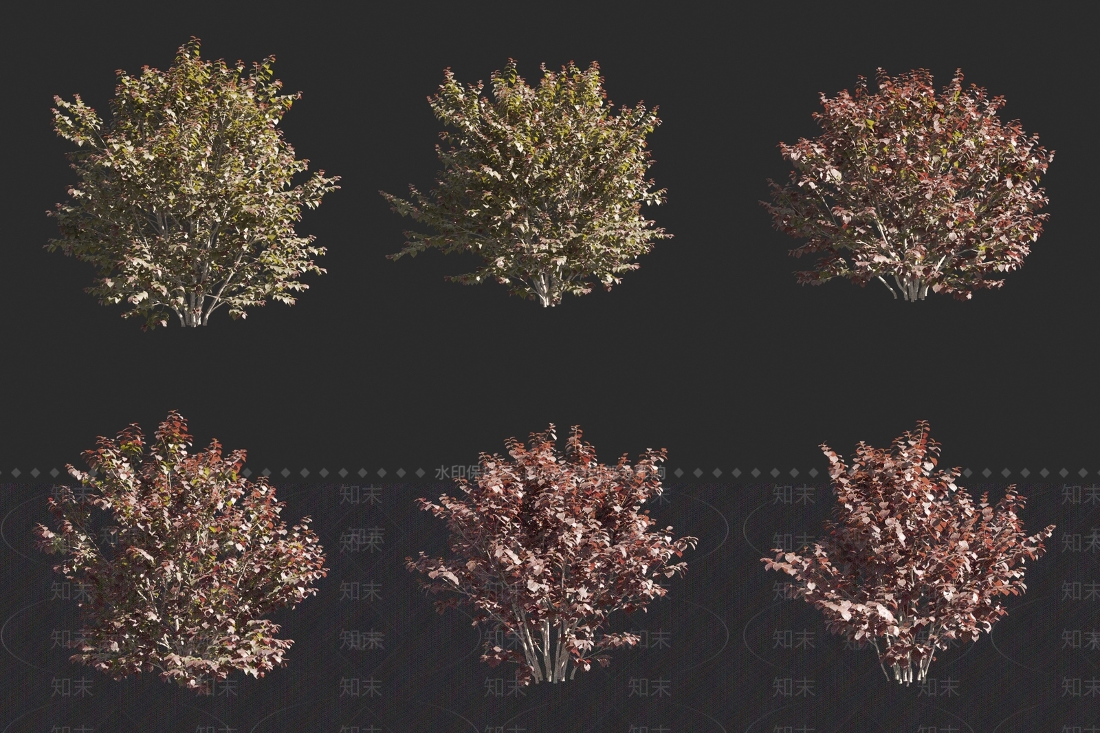 紫叶大果榛3D模型下载【ID:1160100369】