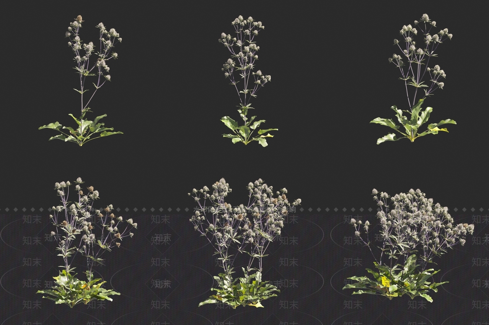 扁叶刺芹3D模型下载【ID:1160102219】