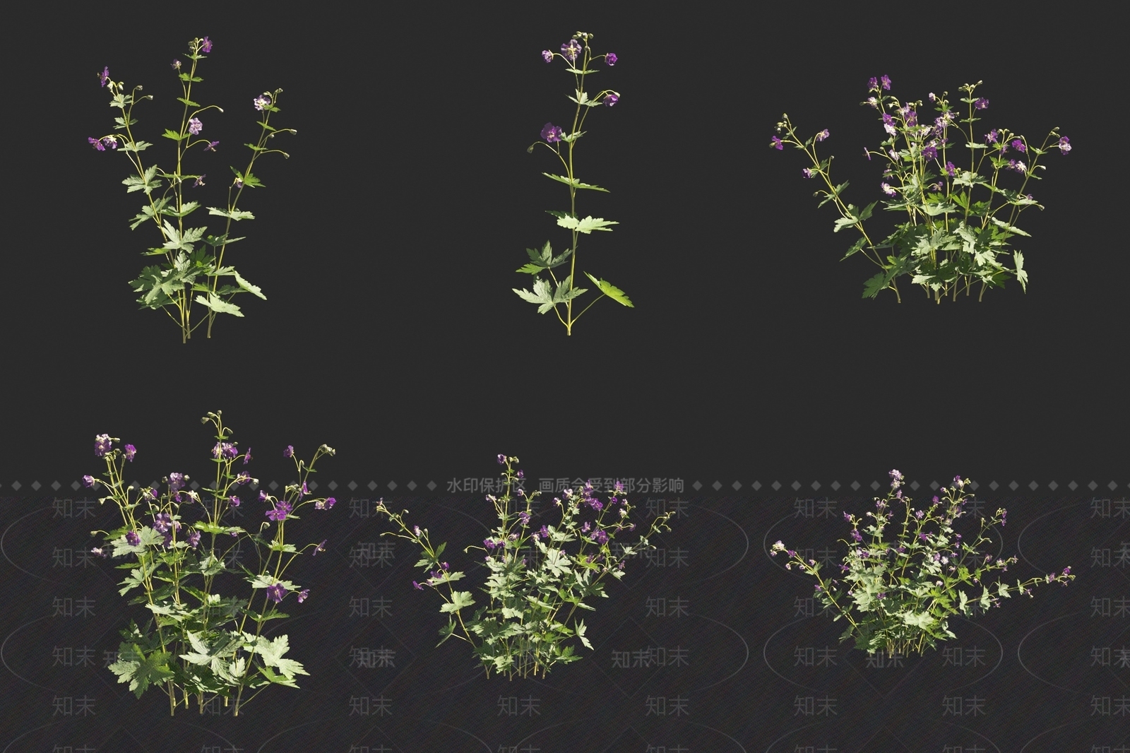 暗色老鹳草3D模型下载【ID:1160104358】