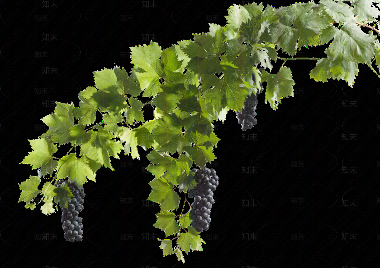 png免抠挂角葡萄贴图下载【ID:1160133339】