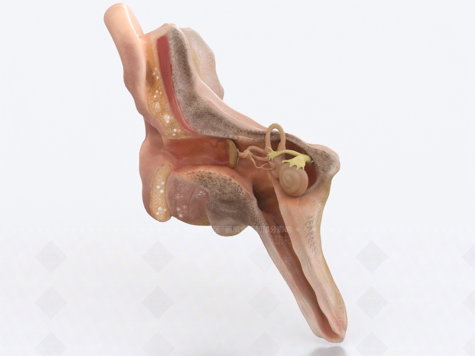 耳朵3D模型下载【ID:1160135766】