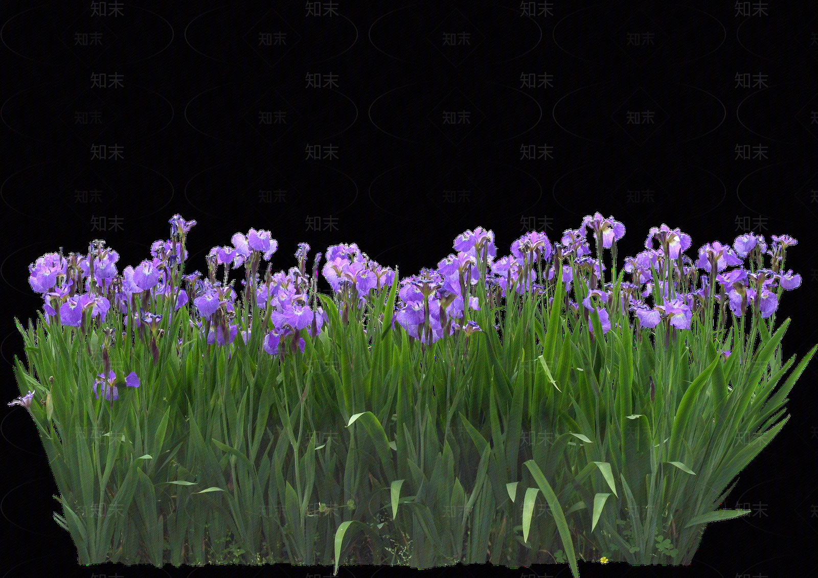 png免抠水生鸢尾贴图下载【ID:1160143867】