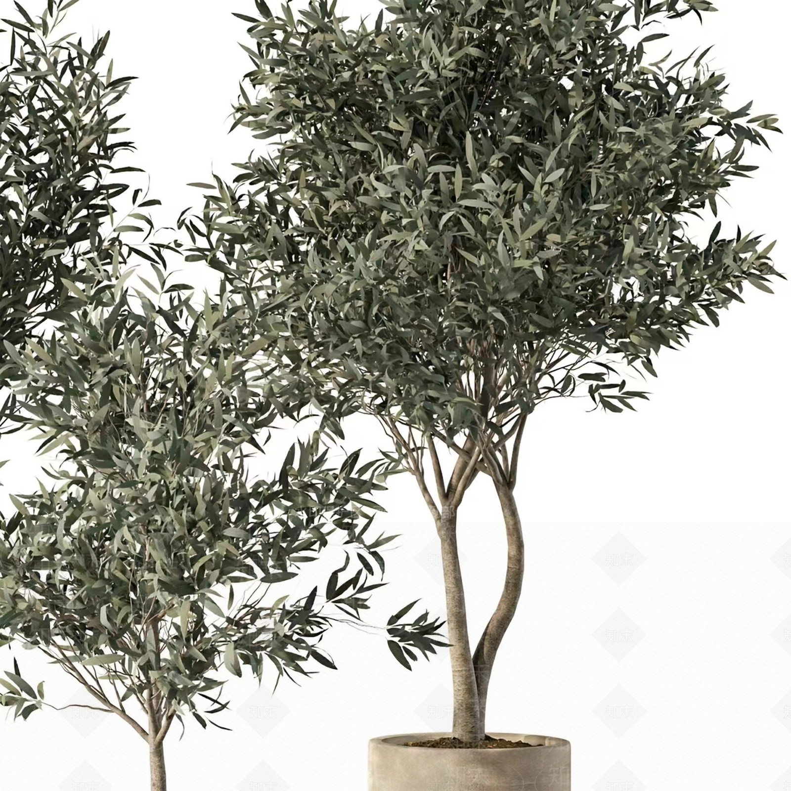 橄榄树室内植物套装3D模型下载【ID:1160155633】