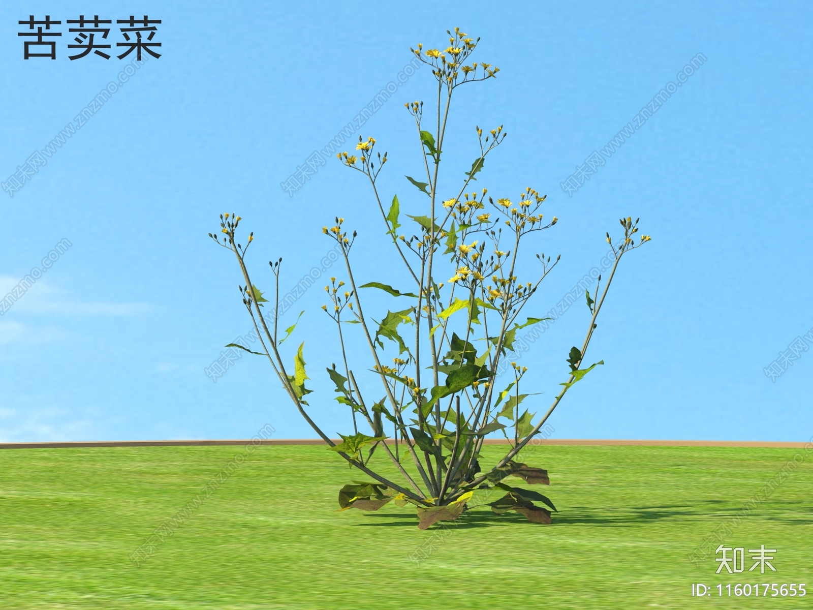 苦荬菜3D模型下载【ID:1160175655】