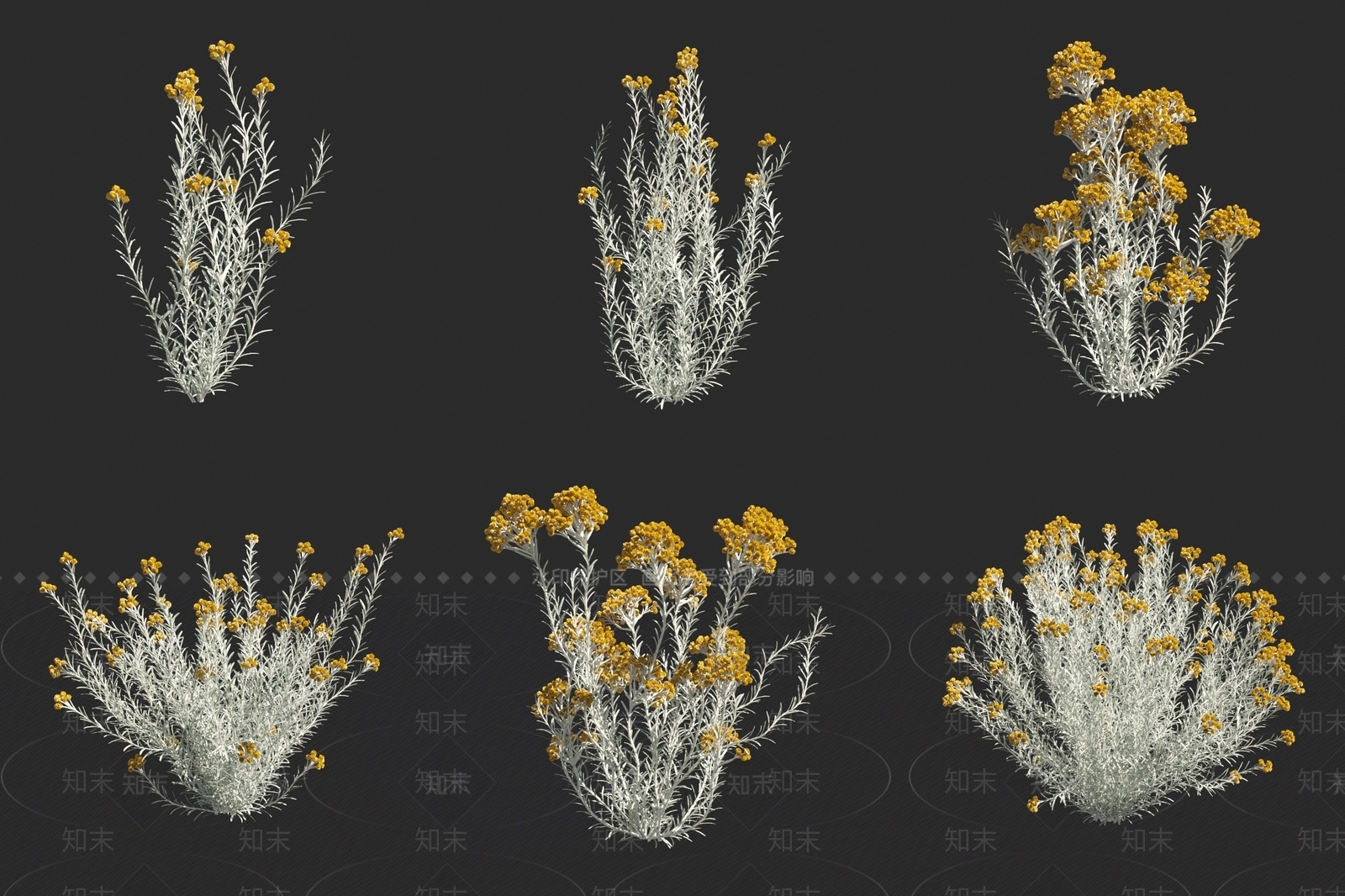 永久花3D模型下载【ID:1160197294】