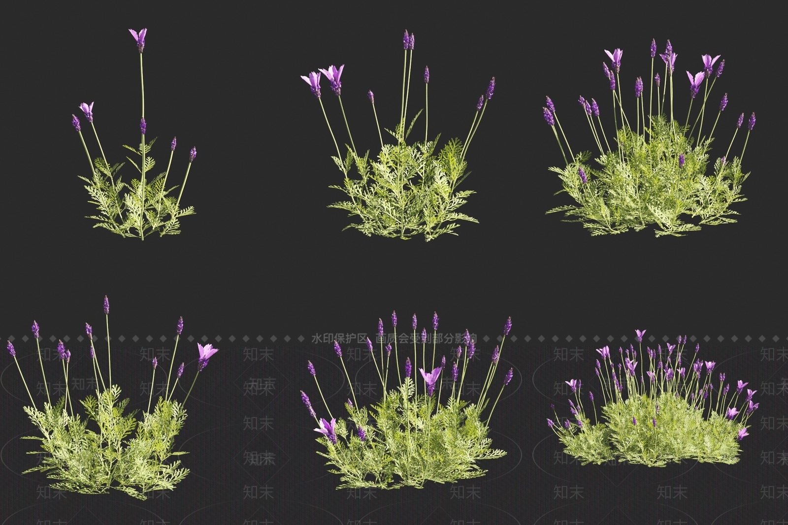 羽叶薰衣草3D模型下载【ID:1160198373】