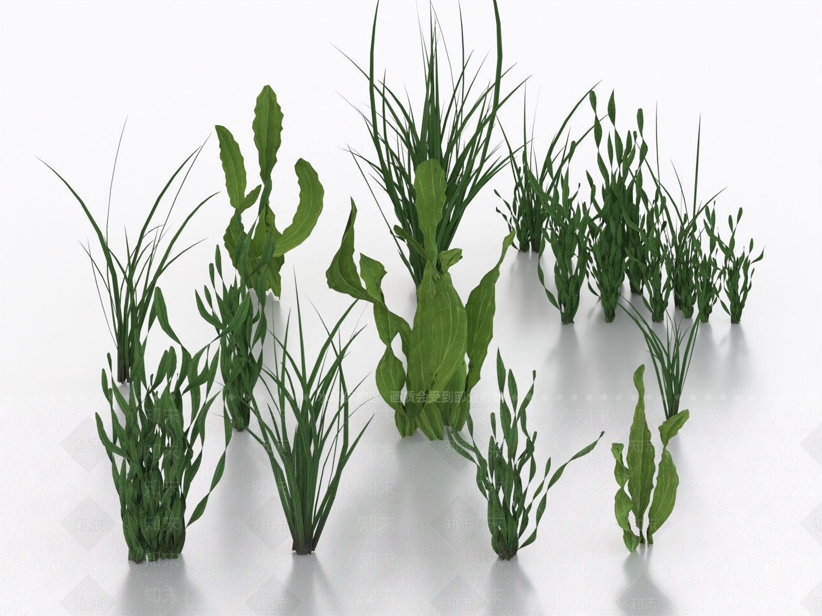 水草3D模型下载【ID:1160203286】