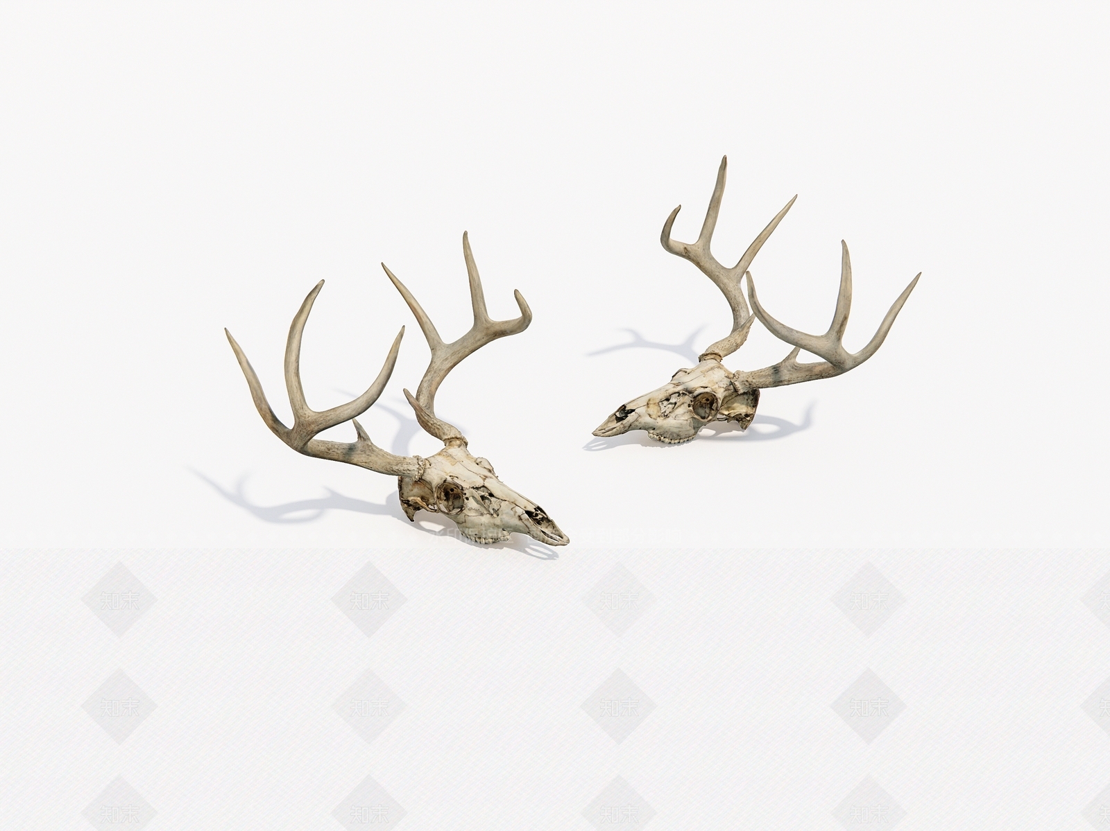 老旧鹿头骨3D模型下载【ID:1160217473】