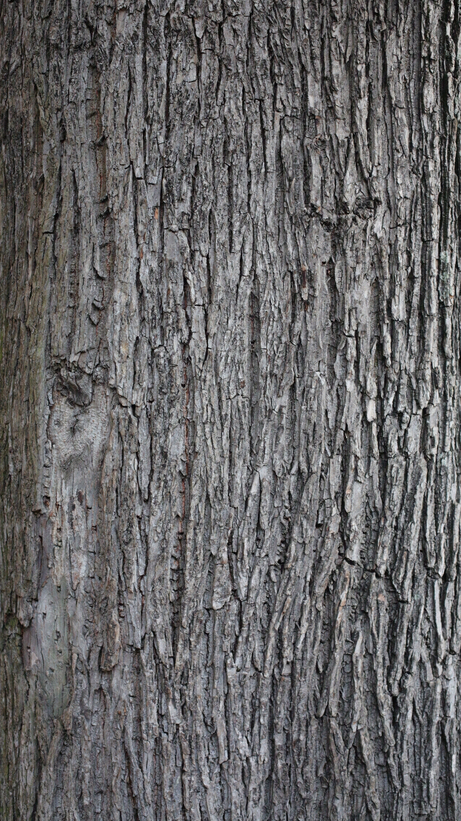 无缝树皮树干贴图下载【ID:1160225517】