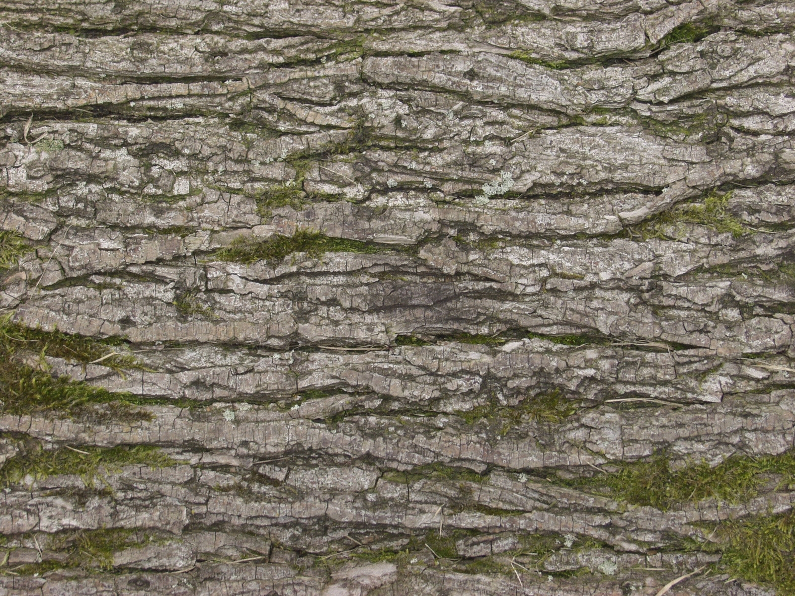 无缝树皮树干贴图下载【ID:1160225915】