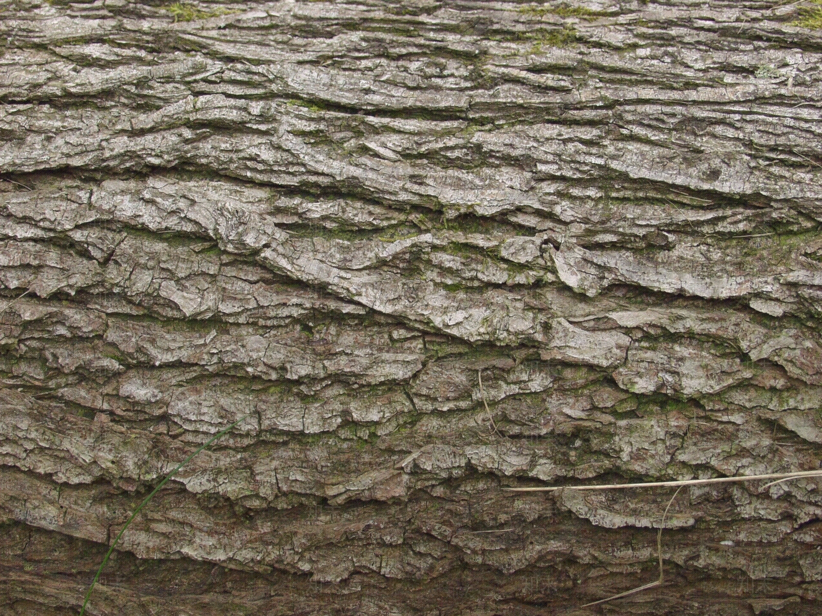 无缝树皮树干贴图下载【ID:1160226238】